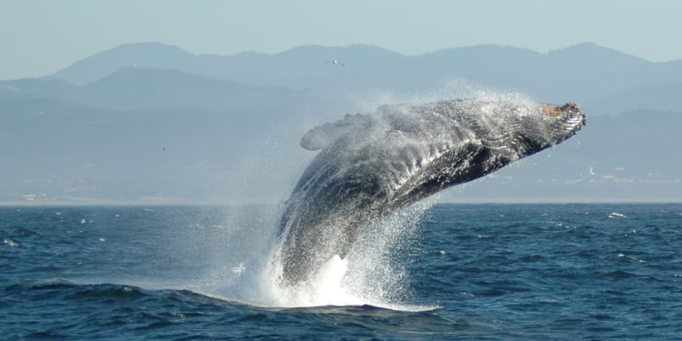 México Pacific, la gasificadora en Saguaro que podría afectar a las ballenas, ya fue aprobada, pero “se está valorando”