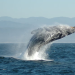 México Pacific, la gasificadora en Saguaro que podría afectar a las ballenas, ya fue aprobada, pero “se está valorando”