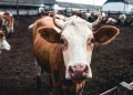 Bloqueo por gusano barrenador en Estados Unidos cuesta 1,850 mdd al sector ganadero de México