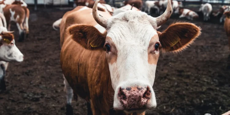 Bloqueo por gusano barrenador en Estados Unidos cuesta 1,850 mdd al sector ganadero de México