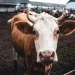 Bloqueo por gusano barrenador en Estados Unidos cuesta 1,850 mdd al sector ganadero de México