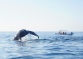 Las grandes amenazas que impedirán que lleguen ballenas a México