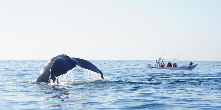 Las grandes amenazas que impedirán que lleguen ballenas a México