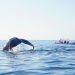 Las grandes amenazas que impedirán que lleguen ballenas a México