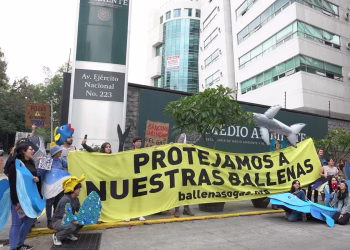 Legisladores morenistas piden revisar proyectos de gasoductos transfronterizos