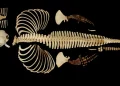 FAU crea un archivo digital 3D de Vaquita en peligro crítico de extinción