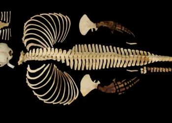 FAU crea un archivo digital 3D de Vaquita en peligro crítico de extinción