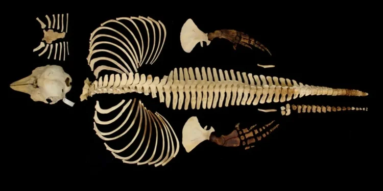 FAU crea un archivo digital 3D de Vaquita en peligro crítico de extinción