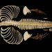 FAU crea un archivo digital 3D de Vaquita en peligro crítico de extinción