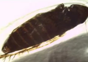 Detectan rara plaga agrícola proveniente de México en garita comercial de EU; es una amenaza potencial, consideran especialistas