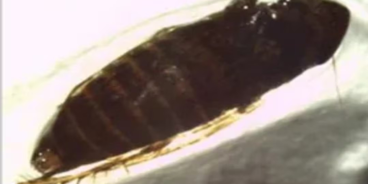 Detectan rara plaga agrícola proveniente de México en garita comercial de EU; es una amenaza potencial, consideran especialistas