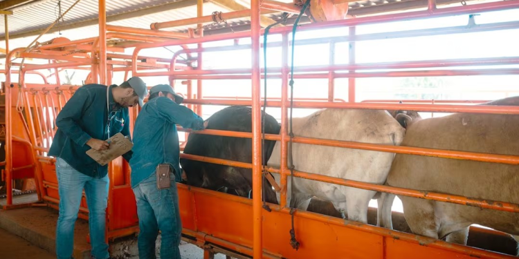 Nueva planta de mosca estéril fortalecerá combate al gusano barrenador; buscan proteger la ganadería de Sonora