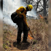 Incendio en Arivechi deja más de 2 mil hectáreas afectadas