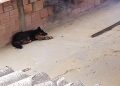 Gusano barrenador: Ven maltrato animal detrás de aumento