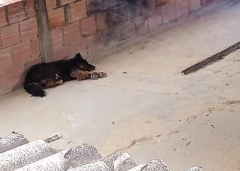 Gusano barrenador: Ven maltrato animal detrás de aumento