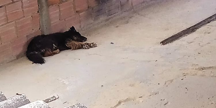 Gusano barrenador: Ven maltrato animal detrás de aumento
