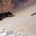 Gusano barrenador: Ven maltrato animal detrás de aumento