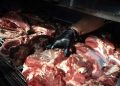 El gusano barrenador reaparece en Texas y empuja al límite a la ganadería, agravando la crisis de la carne vacuna en Estados Unidos