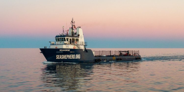 Busca transmitir su amor por los mares, creador de “Odisea por la Vaquita Marina”