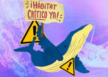 La batalla por declarar al golfo de California como hábitat crítico y el freno legal a los megaproyectos de gas