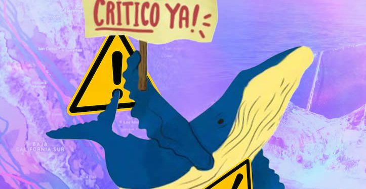 La batalla por declarar al golfo de California como hábitat crítico y el freno legal a los megaproyectos de gas