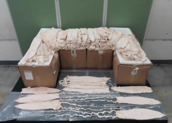 Decomisan 246 buches de Totoaba en Hong Kong procedentes de México
