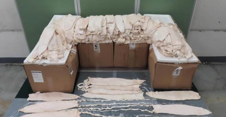 Decomisan 246 buches de Totoaba en Hong Kong procedentes de México
