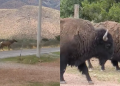 ¡Tras décadas de ausencia! Manada de bisontes reaparece en la carretera Chihuahua-Juárez
