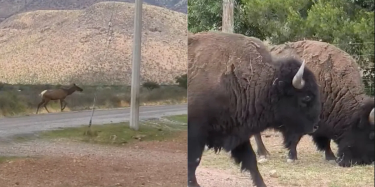 ¡Tras décadas de ausencia! Manada de bisontes reaparece en la carretera Chihuahua-Juárez