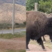 ¡Tras décadas de ausencia! Manada de bisontes reaparece en la carretera Chihuahua-Juárez