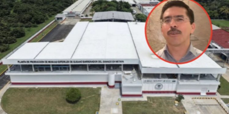 “Iremos barriendo hacia el sur”: Humberto Gómez detalla plan del Gobierno Mexicano contra el gusano barrenador