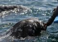 Puerto de Loreto: así se frenó el decreto que ponía en riesgo ecosistema de ballenas
