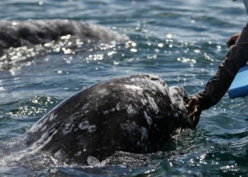 Puerto de Loreto: así se frenó el decreto que ponía en riesgo ecosistema de ballenas