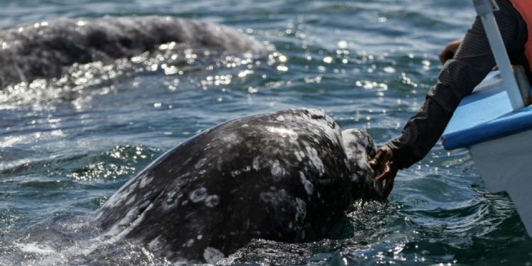 Puerto de Loreto: así se frenó el decreto que ponía en riesgo ecosistema de ballenas