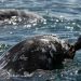 Puerto de Loreto: así se frenó el decreto que ponía en riesgo ecosistema de ballenas