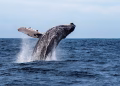 Protegiendo el ‘Acuario del Mundo’ de la Industria Gasífera
