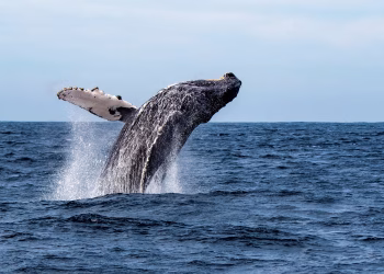 Protegiendo el ‘Acuario del Mundo’ de la Industria Gasífera