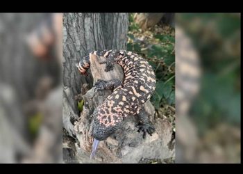 Insta biólogo a cuidar al monstruo de Gila