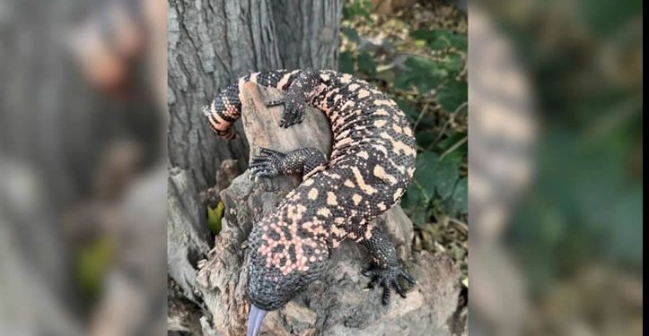 Insta biólogo a cuidar al monstruo de Gila