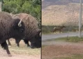 Sorprenden bisontes en la carretera Chihuahua–Juárez