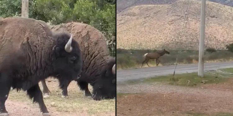 Sorprenden bisontes en la carretera Chihuahua–Juárez
