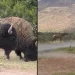 Sorprenden bisontes en la carretera Chihuahua–Juárez