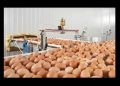 La producción de huevo en Sonora se mantiene como de las más importantes para la seguridad alimentaria