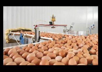 La producción de huevo en Sonora se mantiene como de las más importantes para la seguridad alimentaria