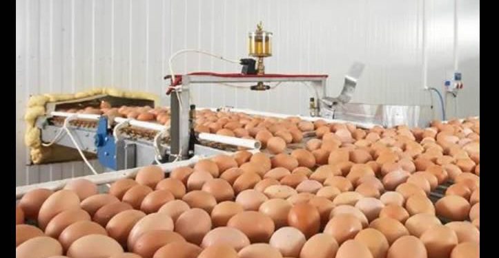 La producción de huevo en Sonora se mantiene como de las más importantes para la seguridad alimentaria