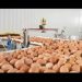 La producción de huevo en Sonora se mantiene como de las más importantes para la seguridad alimentaria