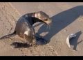 Lobo Marino “Bebé” sorprende a los habitantes de la comunidad Pesquera del Golfo de Santa Clara