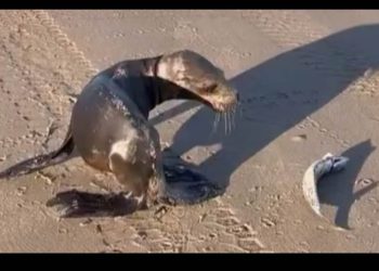 Lobo Marino “Bebé” sorprende a los habitantes de la comunidad Pesquera del Golfo de Santa Clara