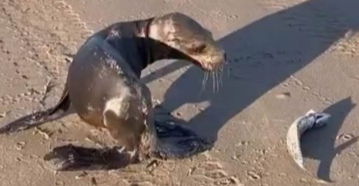 Lobo Marino “Bebé” sorprende a los habitantes de la comunidad Pesquera del Golfo de Santa Clara