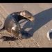 Lobo Marino “Bebé” sorprende a los habitantes de la comunidad Pesquera del Golfo de Santa Clara